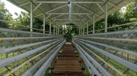 BUMKal Ngudi Raharjo Kembangkan Ketahanan Pangan melalui Ternak Ayam Petelur